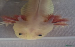 Axolotl reptiles for sale: Axolotls - Image 26