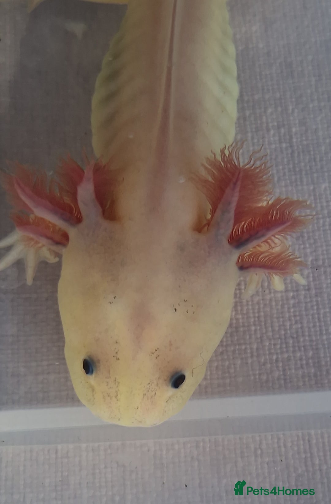 Axolotl reptiles for sale: Axolotls - Image 26