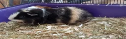 Guinea Pig rodents for sale: Male Guinea Pig pairs - Advert 3
