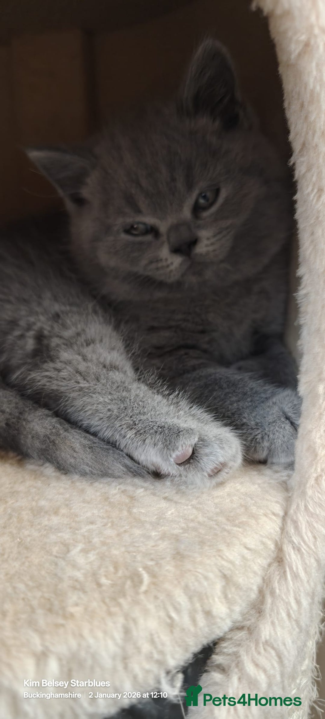 British Shorthair cats for sale: GCCF Reg pedigree Blue and Black Kittens  - Advert 14