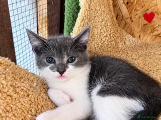 Mixed Breed cats 😍Mix Kittens 😍 - Advert 1