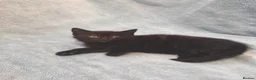 Mixed Breed cats for sale: Beautiful Kittens VIDEOS - Advert 5