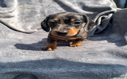 Miniature Dachshund dogs for sale: KC Reg Pedigree Mini Smooth Haired Dachshunds - Image 12