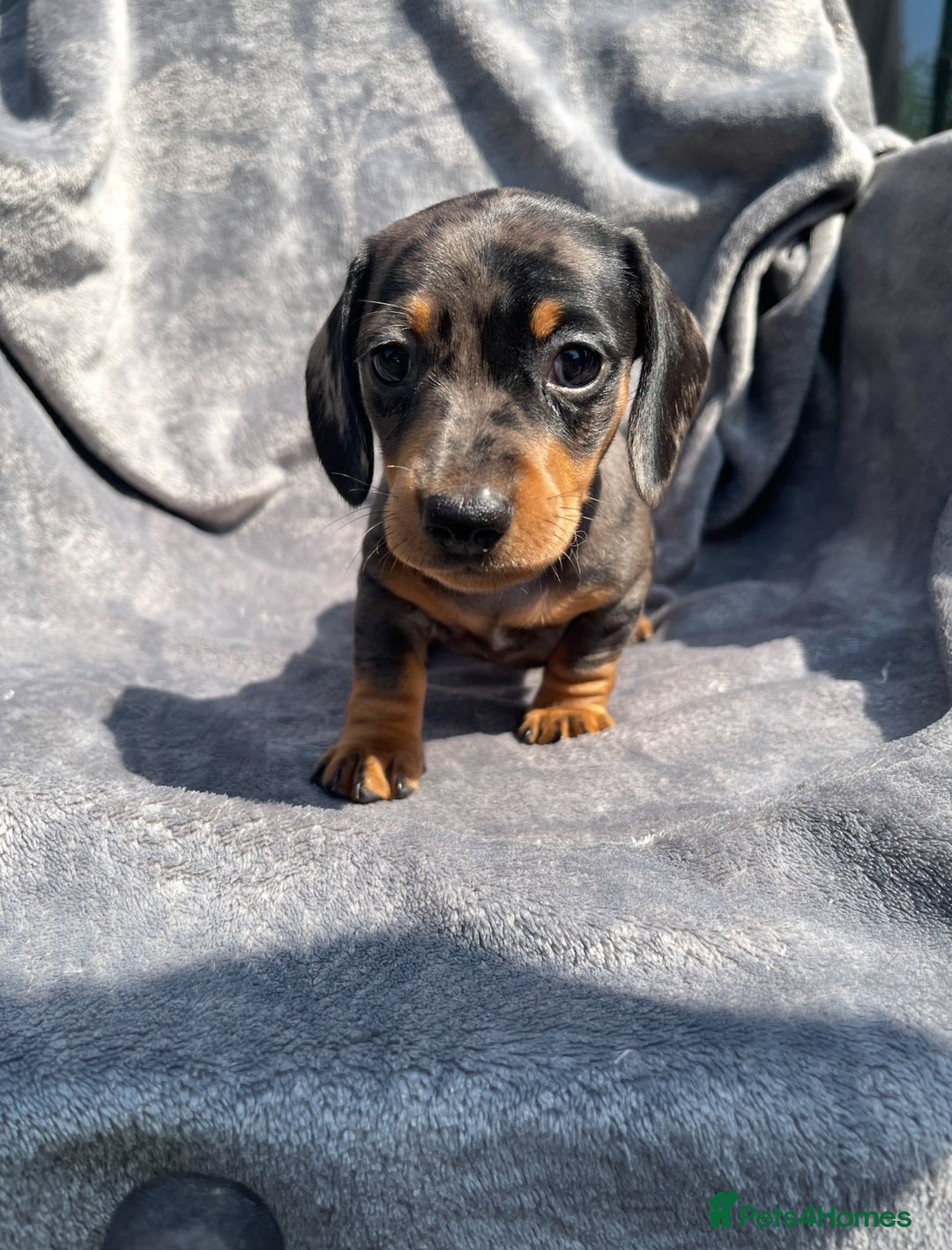 Miniature Dachshund dogs for sale: KC Reg Pedigree Mini Smooth Haired Dachshunds - Image 12