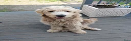 Double Doodle dogs for sale: Golden Mountain doodle  - Advert 15