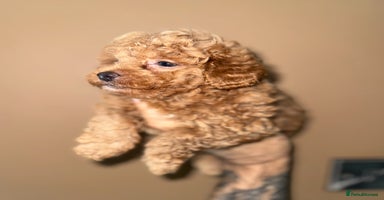 Toy Poodle dogs - Advert 6