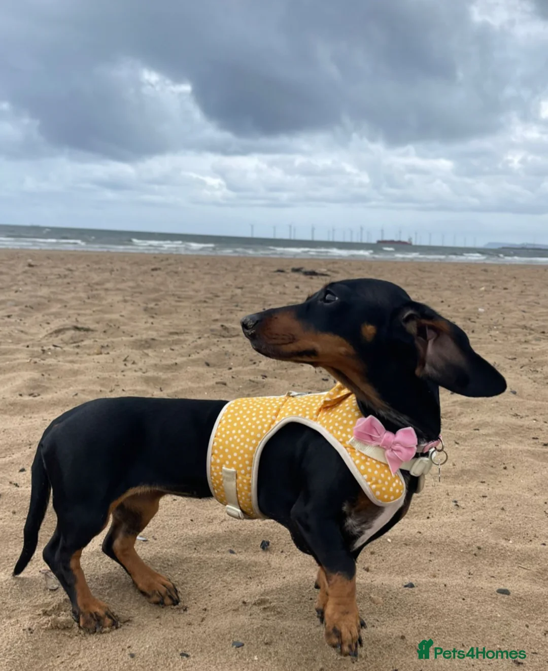Dachshund dogs for sale: Our Dachshund Willow- Please read the full text.  - Advert 8