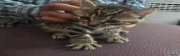 Mixed Breed cats for sale: Beautiful Bengal and Himalayan Kittens for Sale - Advert 9