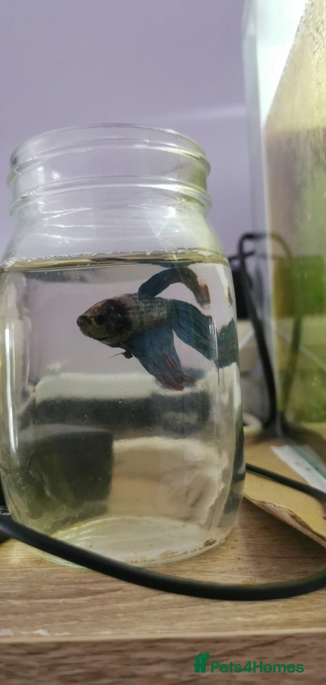 Bettas fish for sale: Fish tank with fish - Advert 6