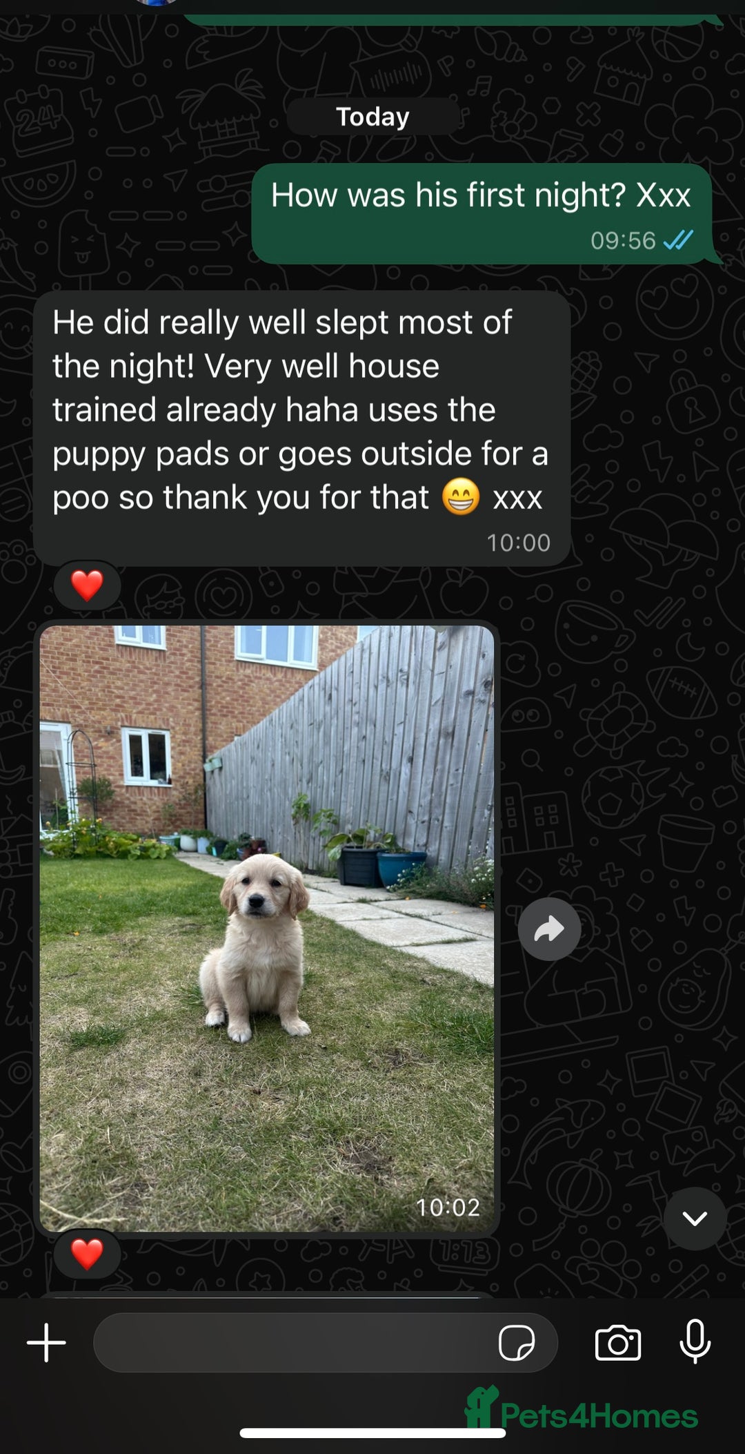 Golden Retriever dogs for sale: Beautiful KC golden pups ready to leave 🥰🥰🏡 - Image 23