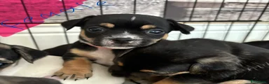 Jack Chi Puppy 5