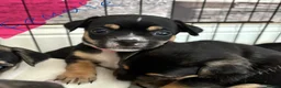 Jack Chi dogs for sale: 1/4 Jack Russell 3/4 chihuahua  - Advert 10
