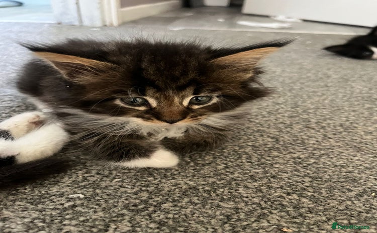 Maine Coon cats - Advert 6