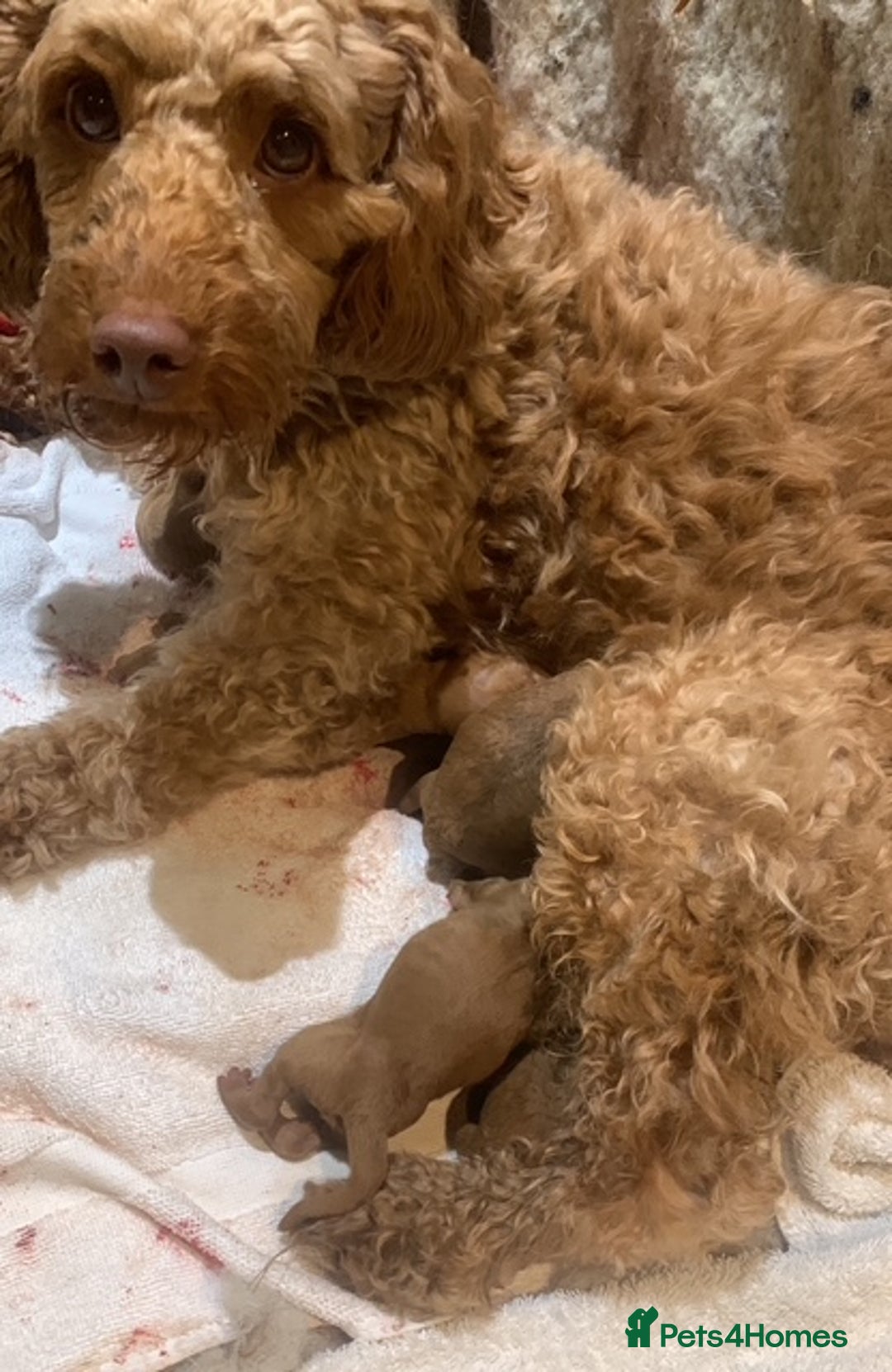 Cockapoo dogs for sale: beautifull fib cockerpoos  - Advert 3