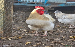 Chickens poultry for sale: Lovely Chickens for Sale –  Just Started Laying - Image 15