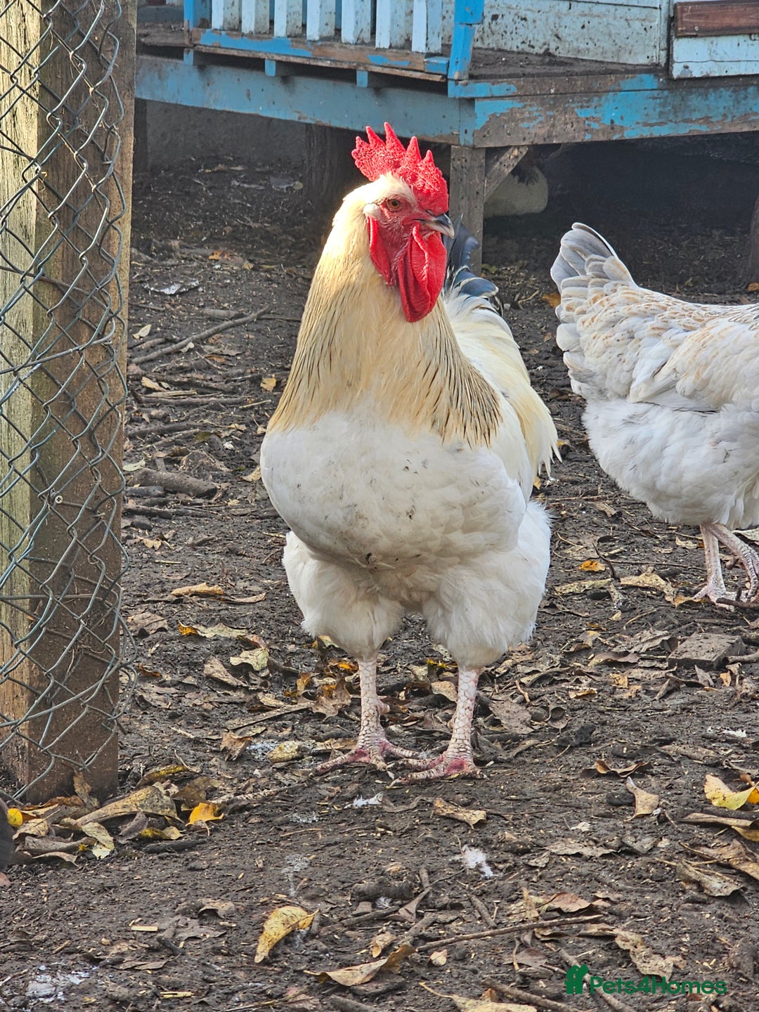 Chickens poultry for sale: Lovely Chickens for Sale –  Just Started Laying - Image 15