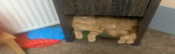 Maine Coon cats for sale: Ginger 3/4 Maine Coon and Khao Manee - Theodore  - Advert 17