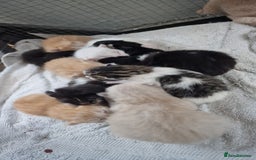 Maine Coon cats for sale: Mainecoon cross kittens - Image 4