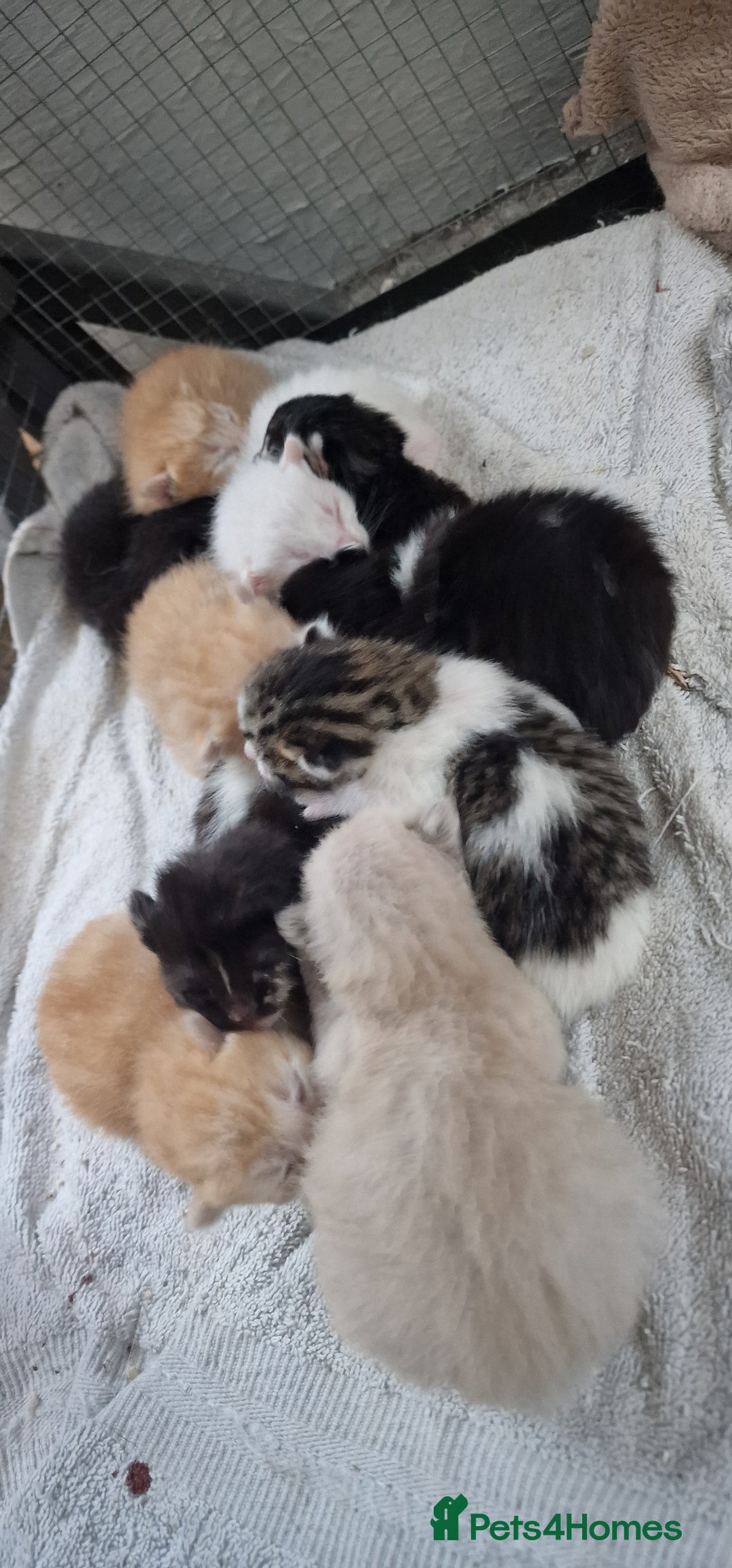 Maine Coon cats for sale: Mainecoon cross kittens - Image 4