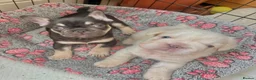 French Bulldog dogs for sale: French Bulldog Puppies  2 Boys & 1 Girl - Advert 9