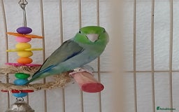 Parrots birds for sale: Bonding pair of parrotlets and conures  - Image 8