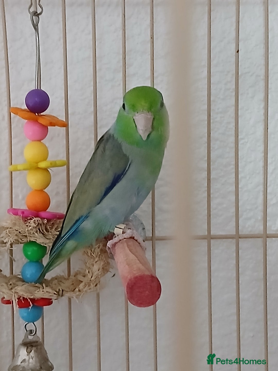 Parrots birds for sale: Bonding pair of parrotlets and conures  - Image 8