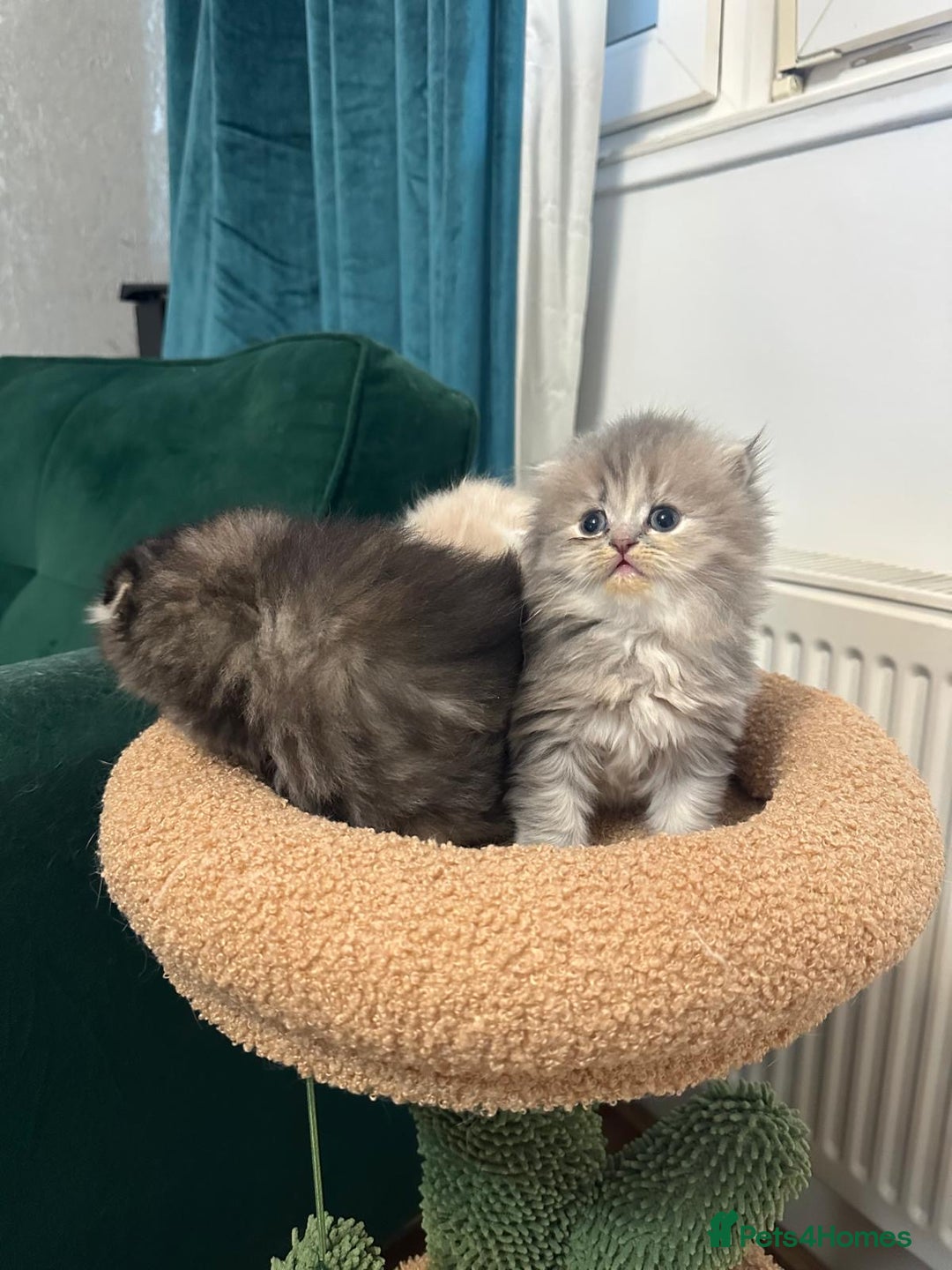 Scottish Fold cats for sale: Scottish Fold Long Hair Kittens/ 2 female 2 boy - Image 7