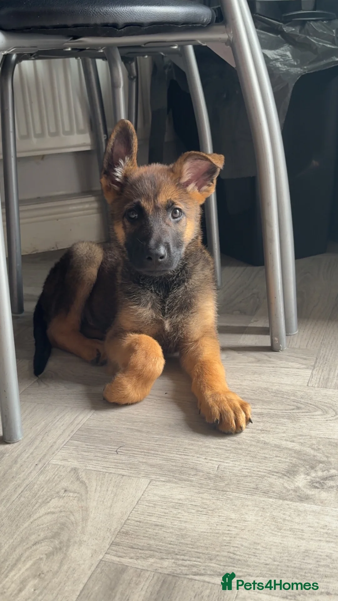 Mixed Breed dogs for sale: Shadow 11 weeks old  - Advert 4