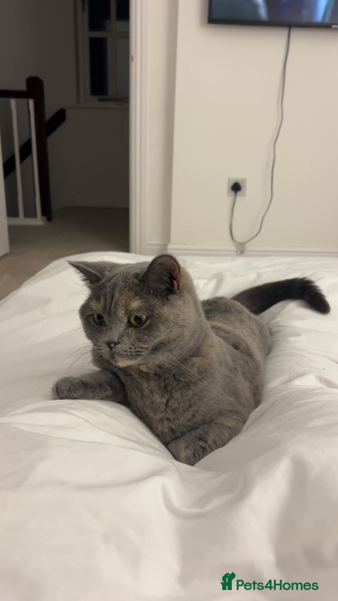 British Shorthair cats for sale: GCCF Registered Blue tortie British shorthair  - Advert 1