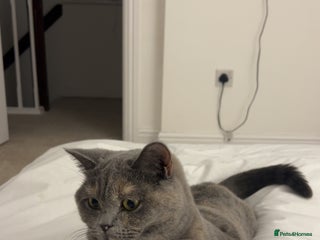 British Shorthair cats GCCF Registered Blue tortie British shorthair - Advert 1