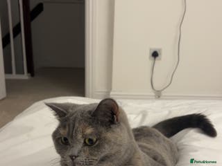 British Shorthair cats GCCF Registered Blue tortie British shorthair - Advert 14