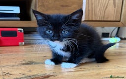 Mixed Breed cats for sale: Tuxedo X Bengal x Norwegian Forest X Scottish Fold - Image 2