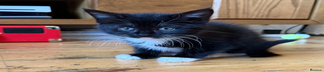 Mixed Breed Kitten 1