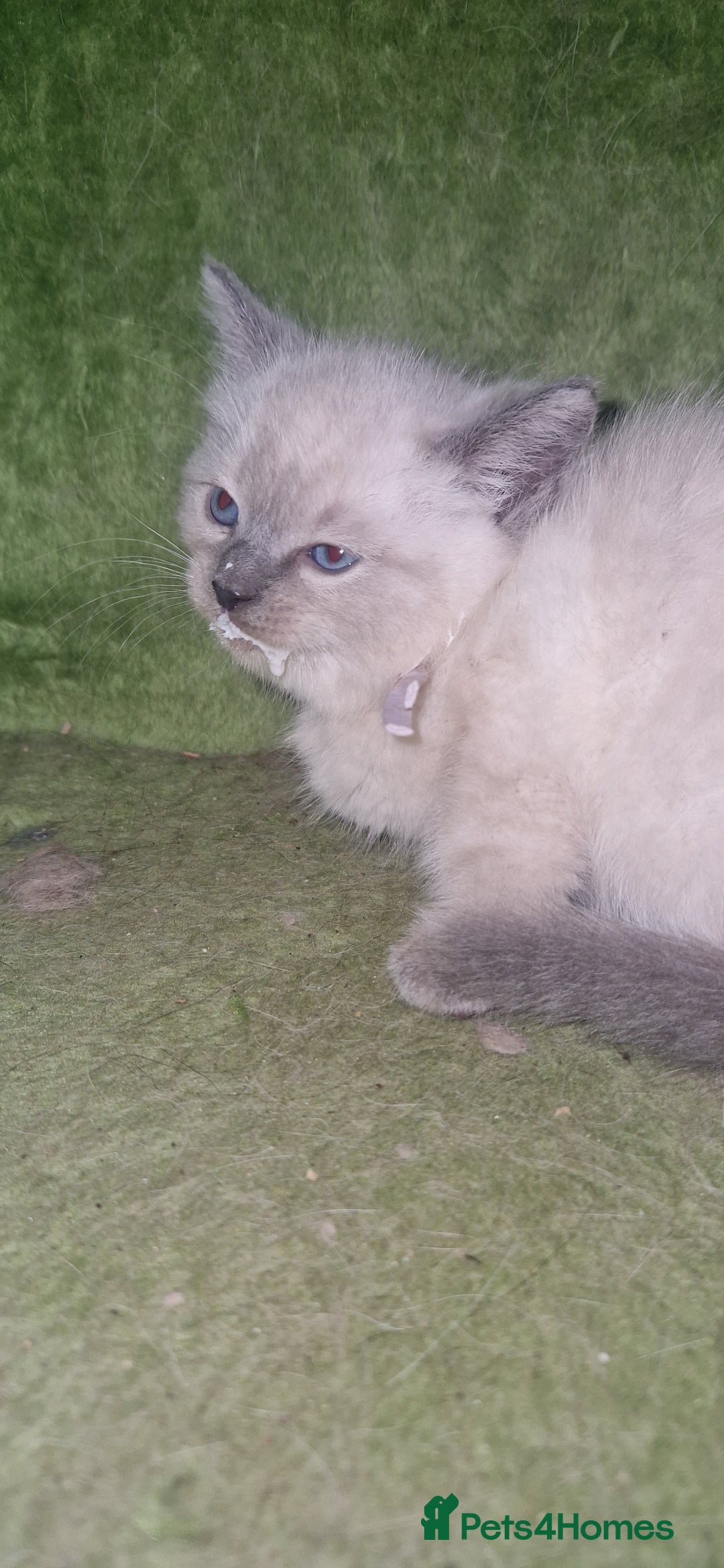 Ragdoll cats for sale: Beautiful pure breed ragdoll kittens  - Image 6