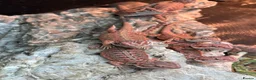 Bearded Dragon reptiles for sale: Red baby bearded dragons  - Advert 2