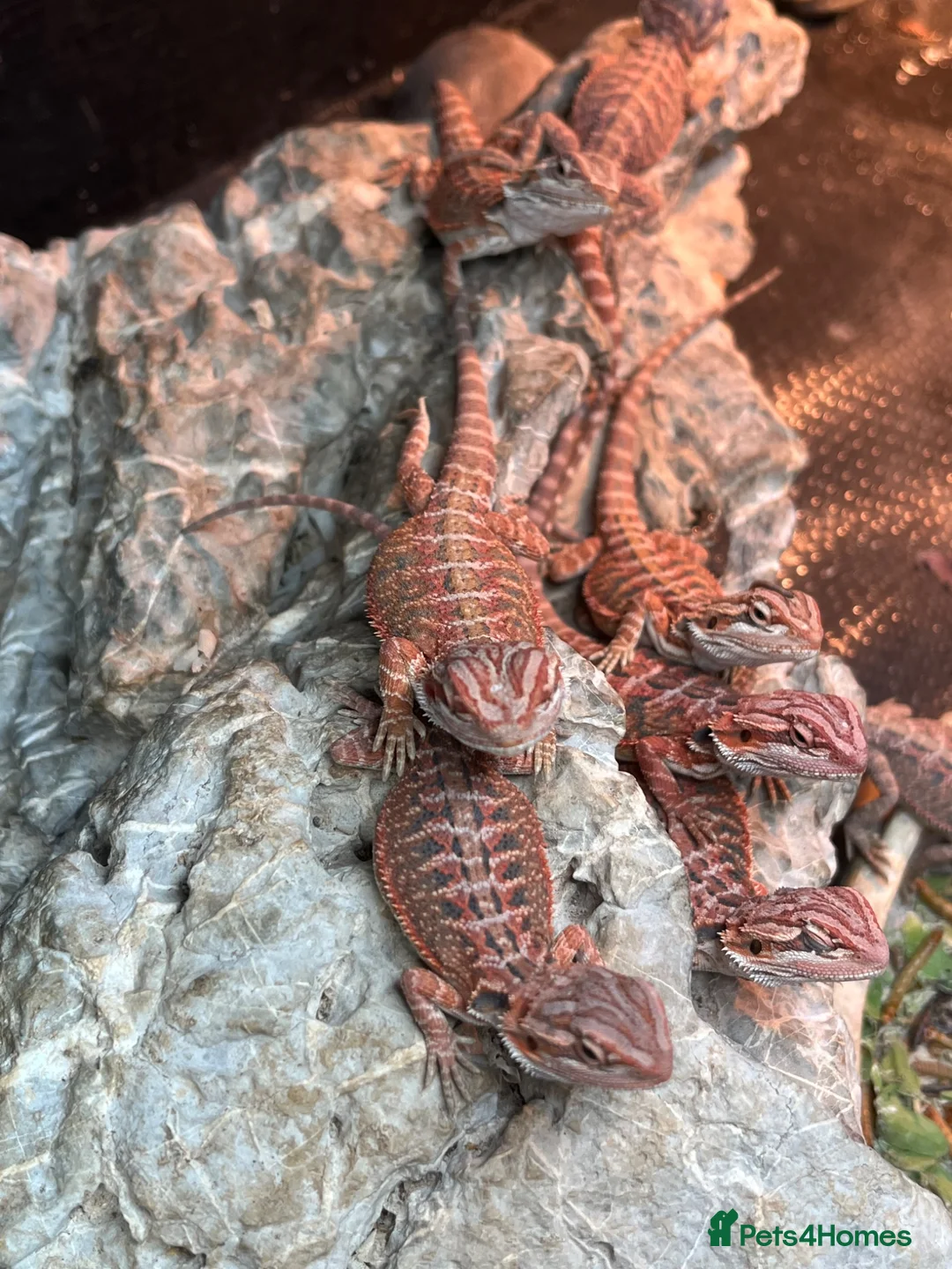 Bearded Dragon reptiles for sale: Red baby bearded dragons  - Advert 2