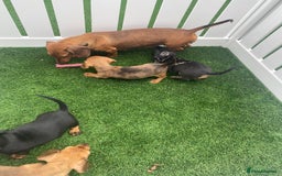 Miniature Dachshund dogs for sale: 4 adorable miniature dachshund puppies  - Image 40