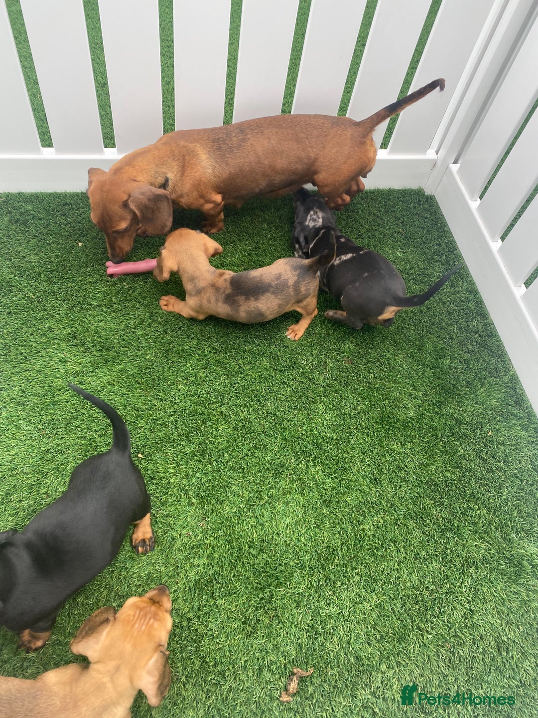 Miniature Dachshund dogs for sale: 4 adorable miniature dachshund puppies  - Image 40