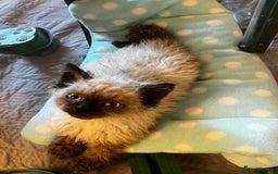 Selkirk Rex cats for sale: Selkirk rex kittens  - Image 25