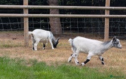 Goats livestock for sale: Baby Pygmy Goats – 2 Girls & 1 Boy (Neutered) - Image 12