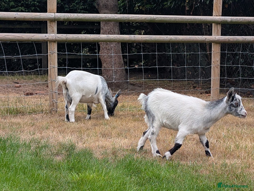 Goats livestock for sale: Baby Pygmy Goats – 2 Girls & 1 Boy (Neutered) - Image 12