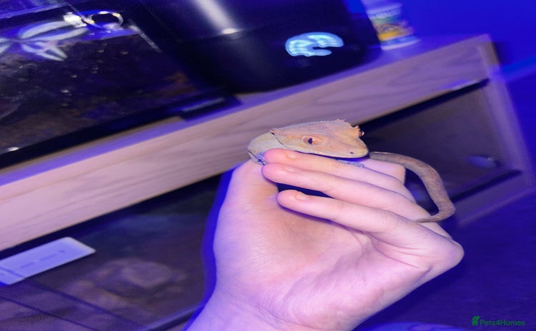 Gecko reptiles Male crested gecko  - Advert 2