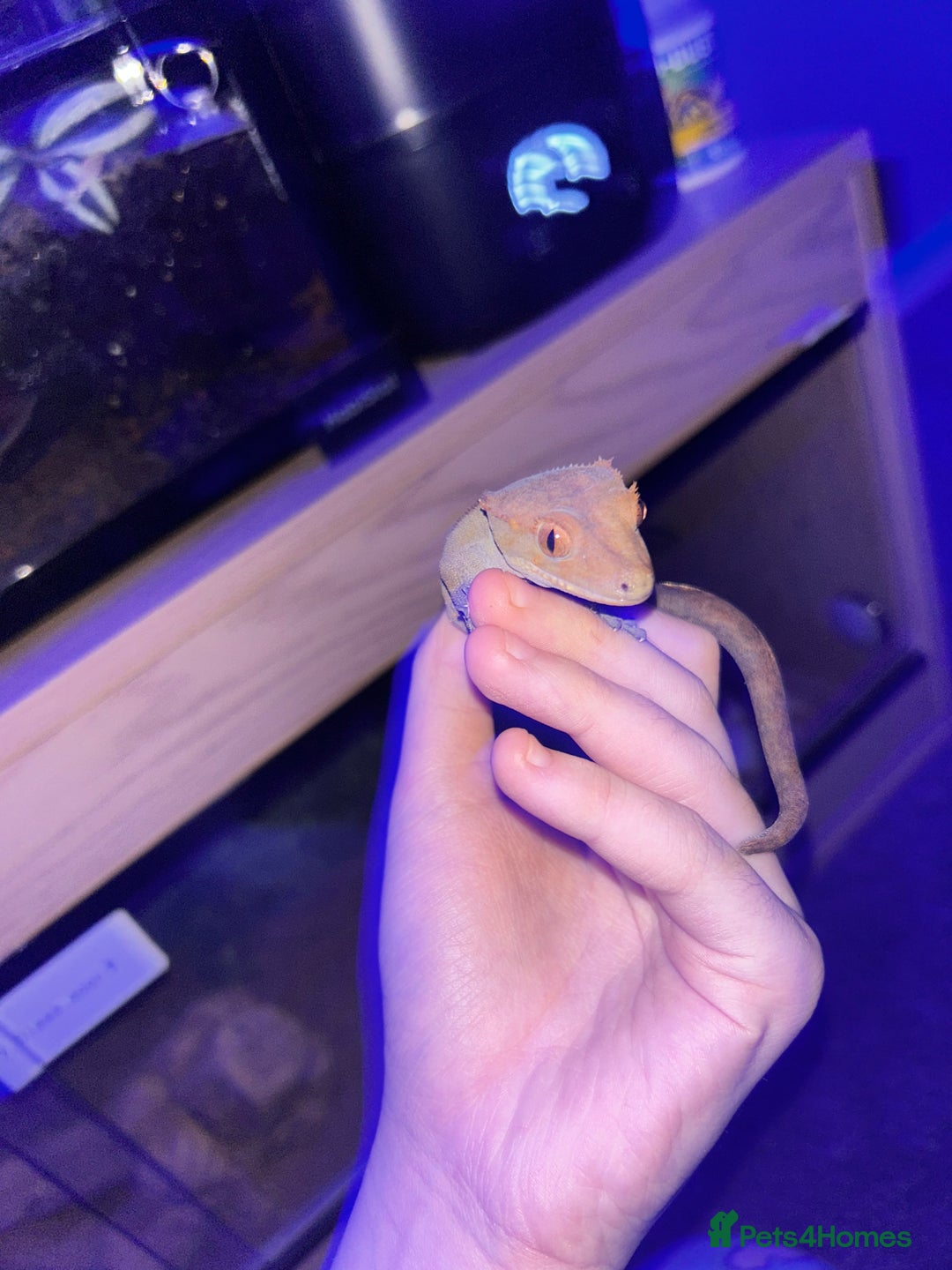 Gecko reptiles for sale: Male crested gecko  - Advert 1