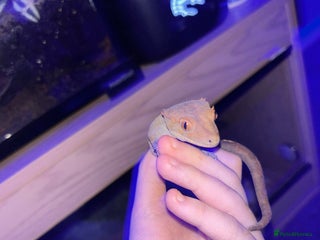 Gecko reptiles Male crested gecko - Advert 1