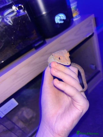 Gecko reptiles Male crested gecko - Advert 1