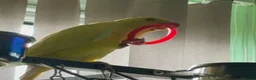 Ringnecks birds for sale: Beautiful yellow Ringneck parrot (kevin) - Advert 4