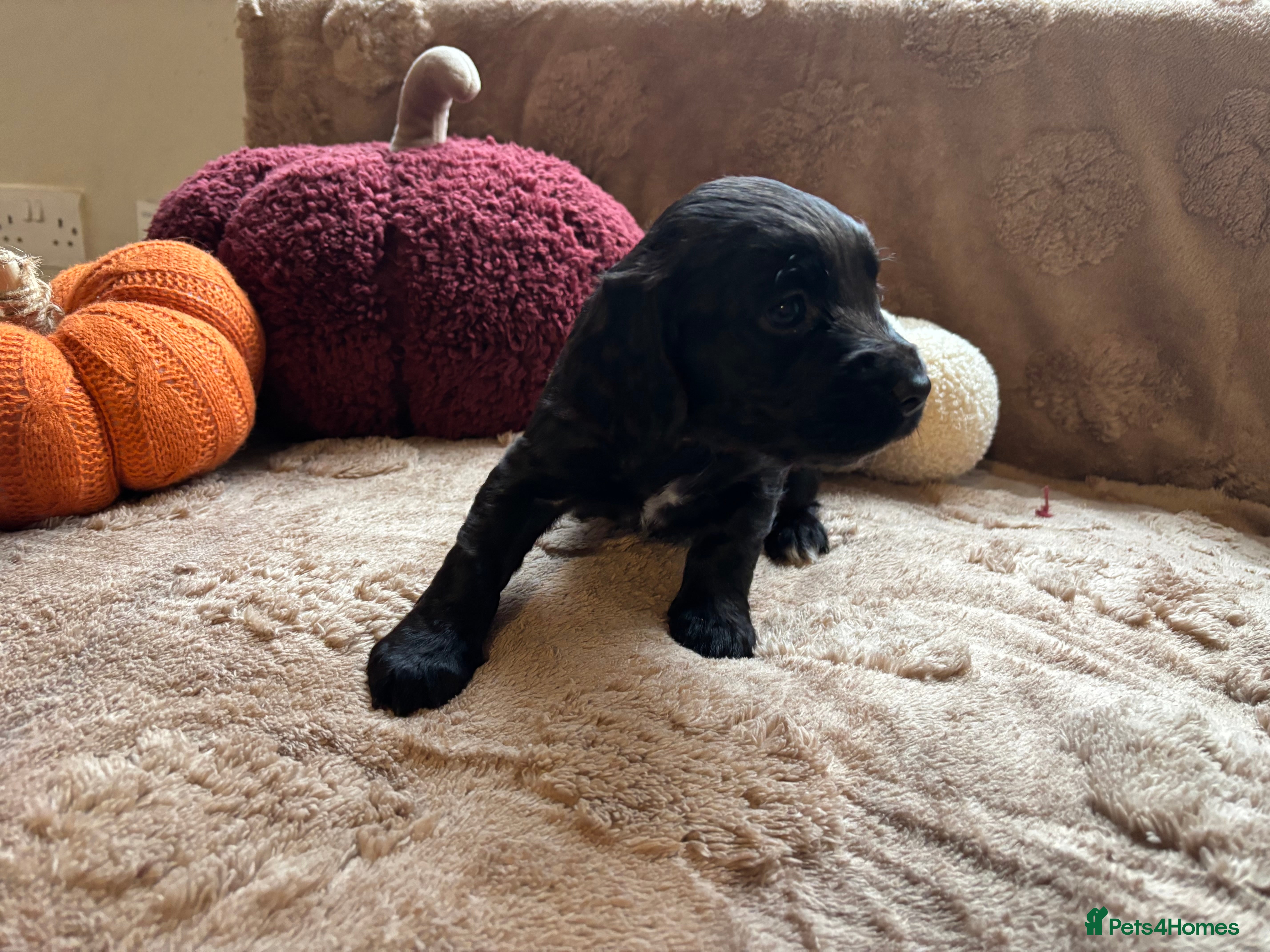 Cocker Spaniel dogs 8 STUNNING WORKING COCKER PUPS 🐶🐾 - Advert 2