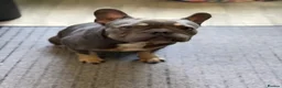 French Bulldog dogs for sale: 2 year old male  - Advert 3