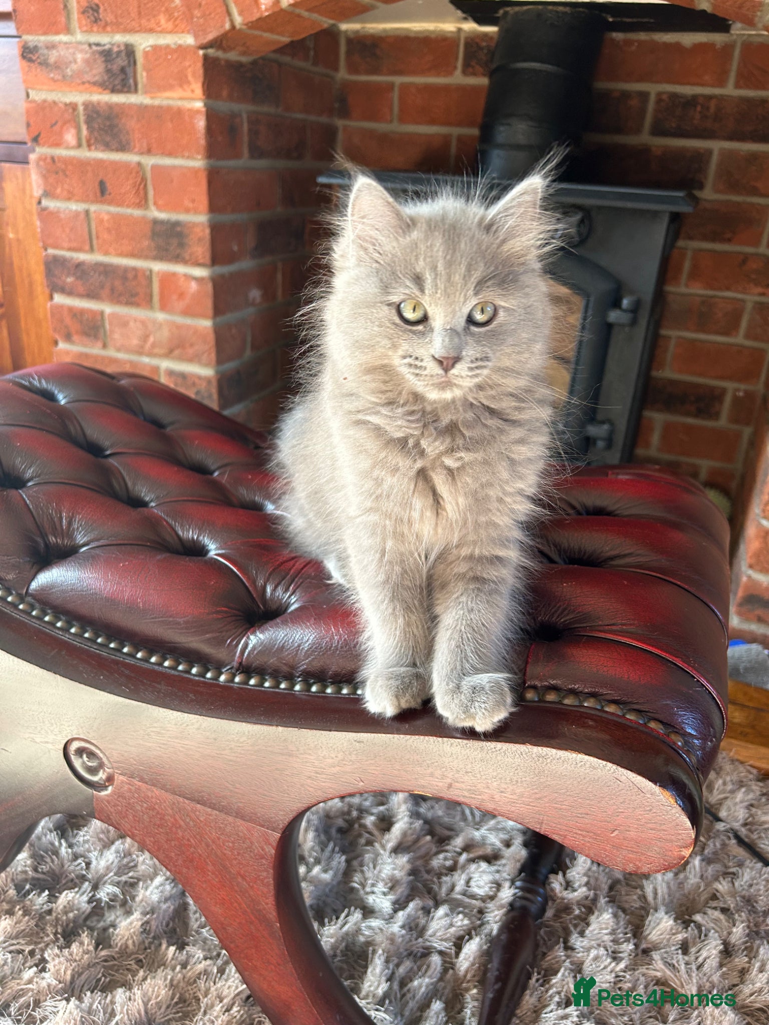 Ragdoll cats Blue ragdolls 💙 purebreed very playful  - Advert 5