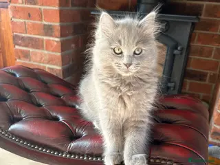 Ragdoll cats Blue ragdolls 💙 purebreed very playful - Advert 5